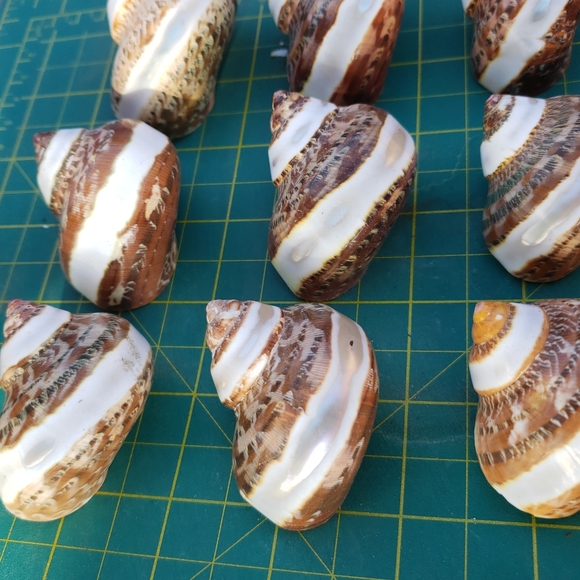 COPY - TAN BROWN TURBO BANDED for hermit crab, art, craft - Picture 2 of 6